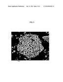 CATHODE MATERIAL FOR NON-AQUEOUS LITHIUM SECONDARY BATTERY USING SPHERICAL     COBALT HYDROXIDE diagram and image