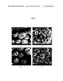 CATHODE MATERIAL FOR NON-AQUEOUS LITHIUM SECONDARY BATTERY USING SPHERICAL     COBALT HYDROXIDE diagram and image