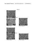 Compounds Useful for Promoting Protein Degradation and Methods Using Same diagram and image