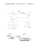 Compounds Useful for Promoting Protein Degradation and Methods Using Same diagram and image