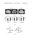 USE OF INHIBITORS OF MTOR TO IMPROVE VASCULAR FUNCTIONS IN APOE4 CARRIERS diagram and image