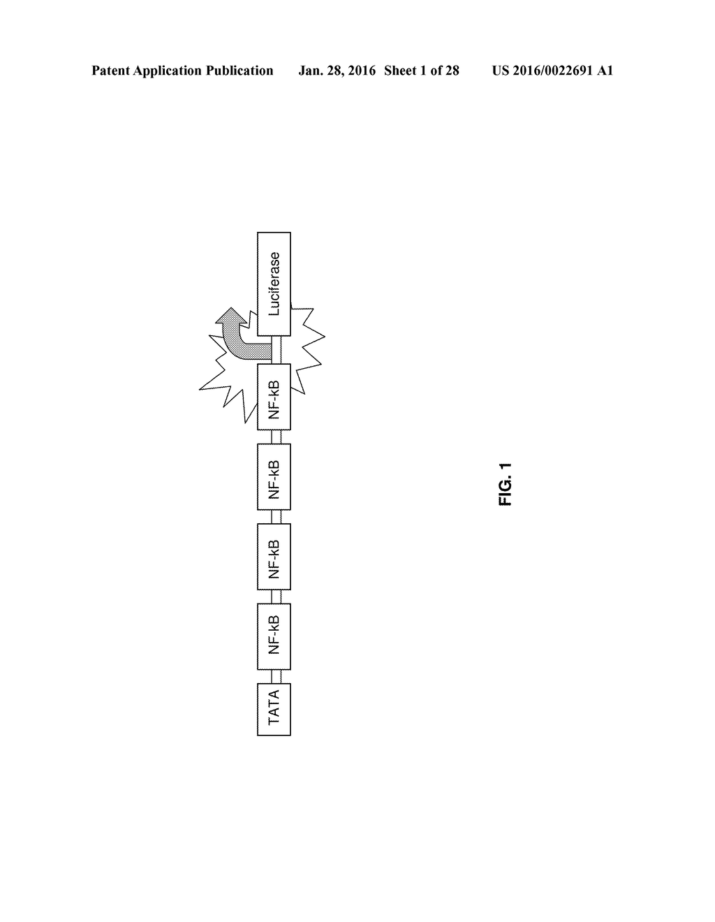 TREATMENT OF NEURODEGENERATIVE DISEASES, CAUSATION OF MEMORY ENHANCEMENT,     AND ASSAY FOR SCREENING COMPOUNDS FOR SUCH - diagram, schematic, and image 02