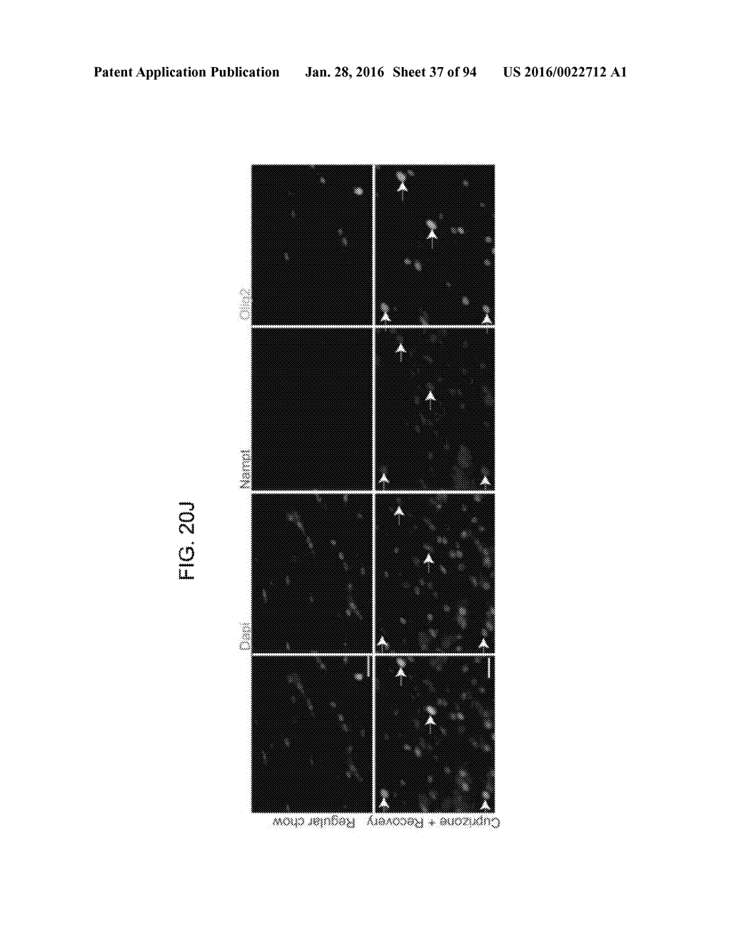 Administration of Nicotinamide Mononucleotide in the Treatment of Disease - diagram, schematic, and image 38