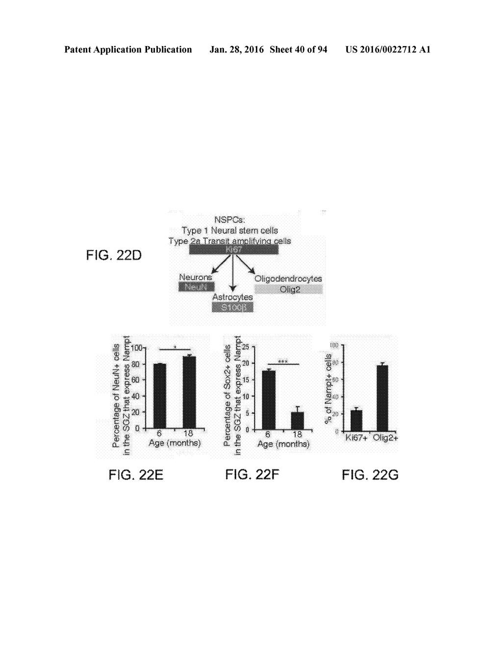 Administration of Nicotinamide Mononucleotide in the Treatment of Disease - diagram, schematic, and image 41