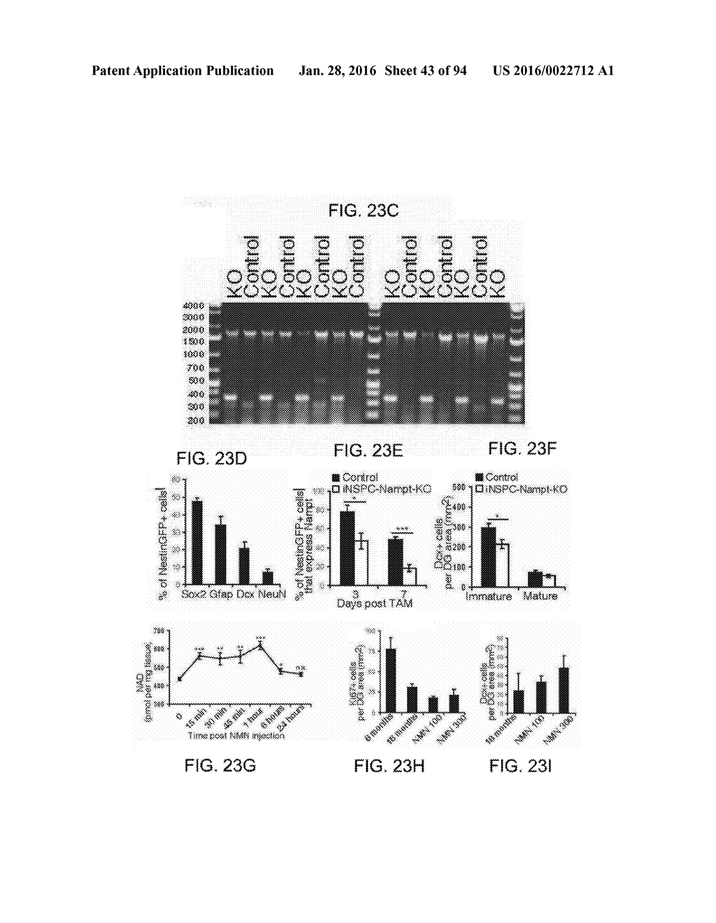 Administration of Nicotinamide Mononucleotide in the Treatment of Disease - diagram, schematic, and image 44