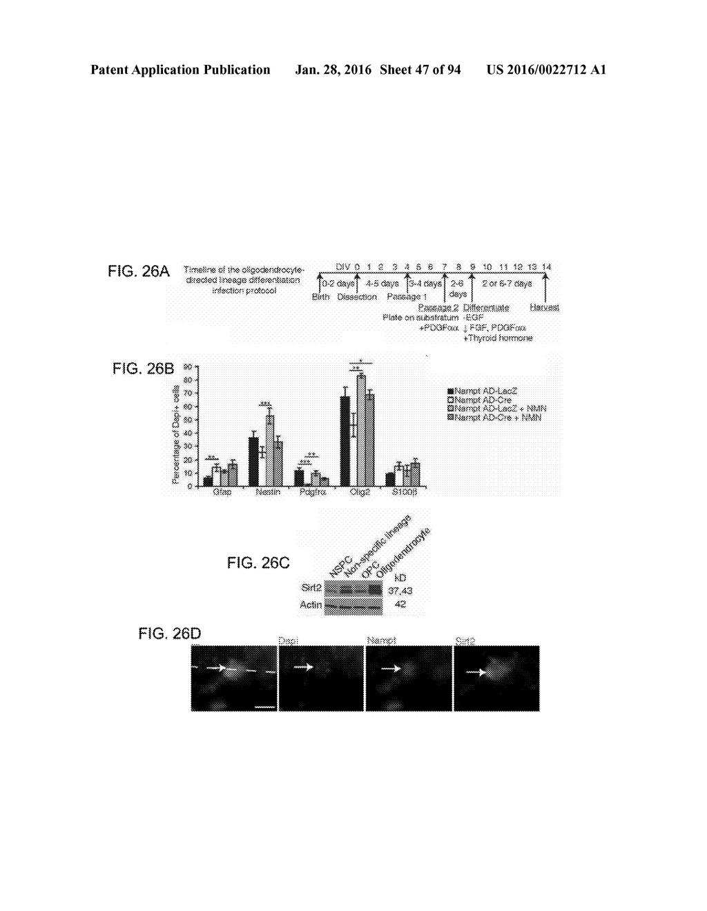 Administration of Nicotinamide Mononucleotide in the Treatment of Disease - diagram, schematic, and image 48