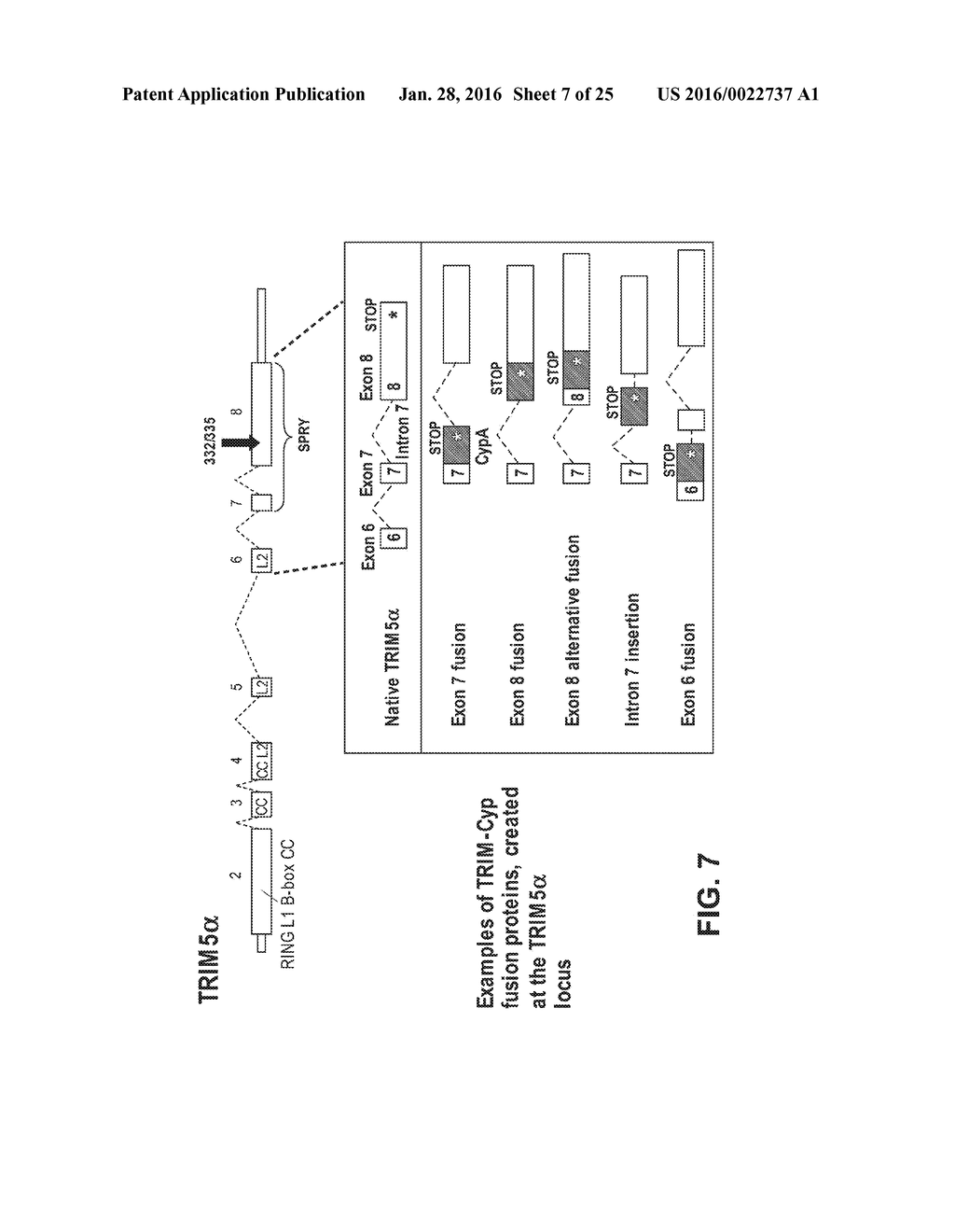 GENE EDITING FOR HIV GENE THERAPY - diagram, schematic, and image 08