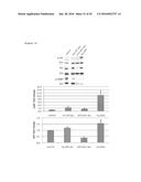 THERAPEUTIC METHODS FOR TREATING SOLID TUMORS AND RELATED DIAGNOSTIC     METHODS diagram and image