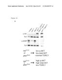 THERAPEUTIC METHODS FOR TREATING SOLID TUMORS AND RELATED DIAGNOSTIC     METHODS diagram and image