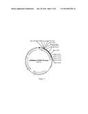 PURINE NUCLEOSIDE PHOSPHORYLASE AS ENZYMATIC ACTIVATOR OF NUCLEOSIDE     PRODRUGS diagram and image