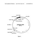 PURINE NUCLEOSIDE PHOSPHORYLASE AS ENZYMATIC ACTIVATOR OF NUCLEOSIDE     PRODRUGS diagram and image