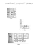 ANTIGEN PRESENTING CELL TARGETED CANCER VACCINES diagram and image