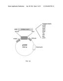 Synthetic Immunogens For Prophylaxis Or Treatment Of Tuberculosis diagram and image