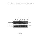 Synthetic Immunogens For Prophylaxis Or Treatment Of Tuberculosis diagram and image