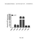 Synthetic Immunogens For Prophylaxis Or Treatment Of Tuberculosis diagram and image