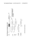 METHODS AND COMPOSITIONS EMPLOYING IMMUNOGENIC FUSION PROTEINS diagram and image