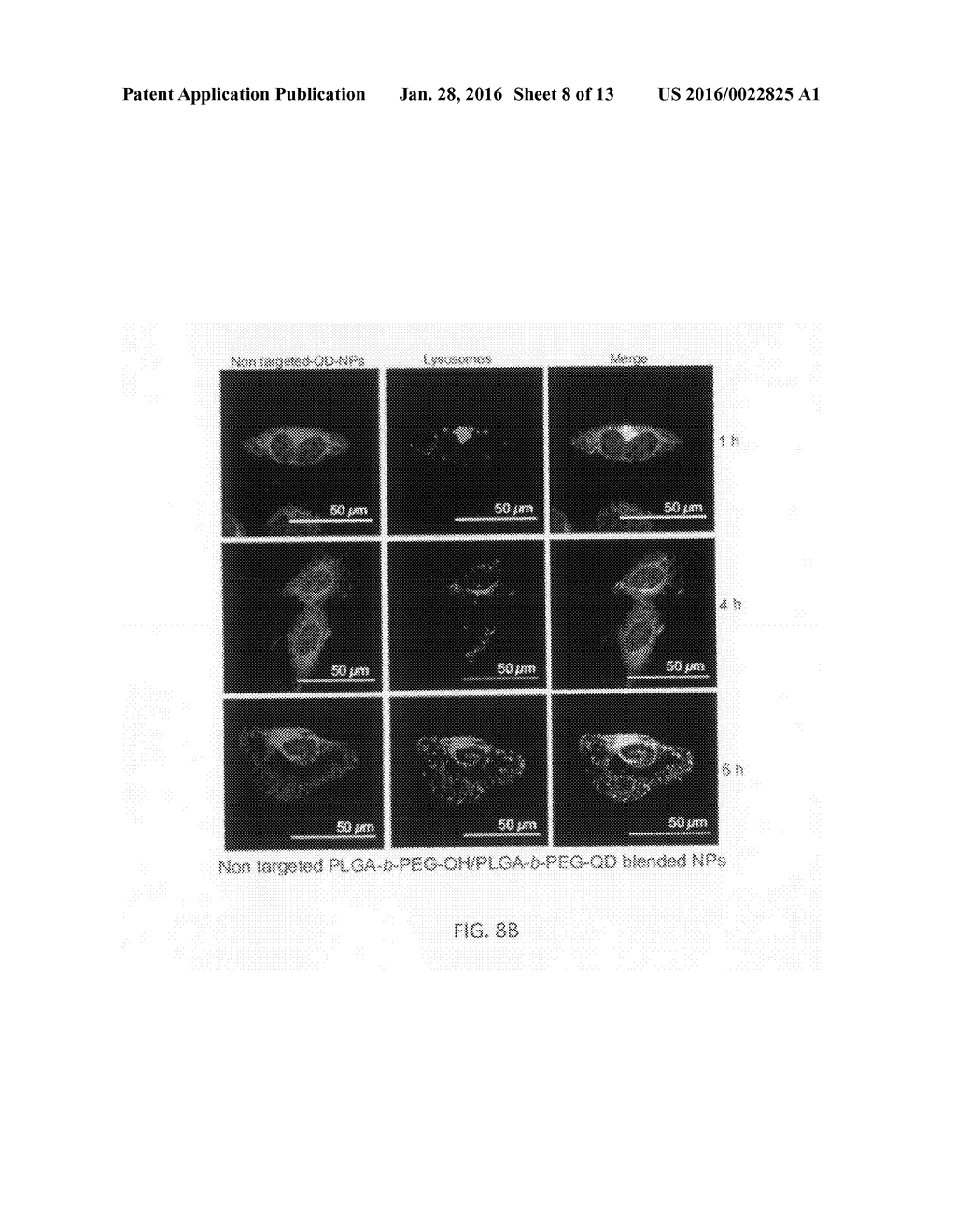 NANOPARTICLES FOR MITOCHONDRIAL TRAFFICKING OF AGENTS - diagram, schematic, and image 09