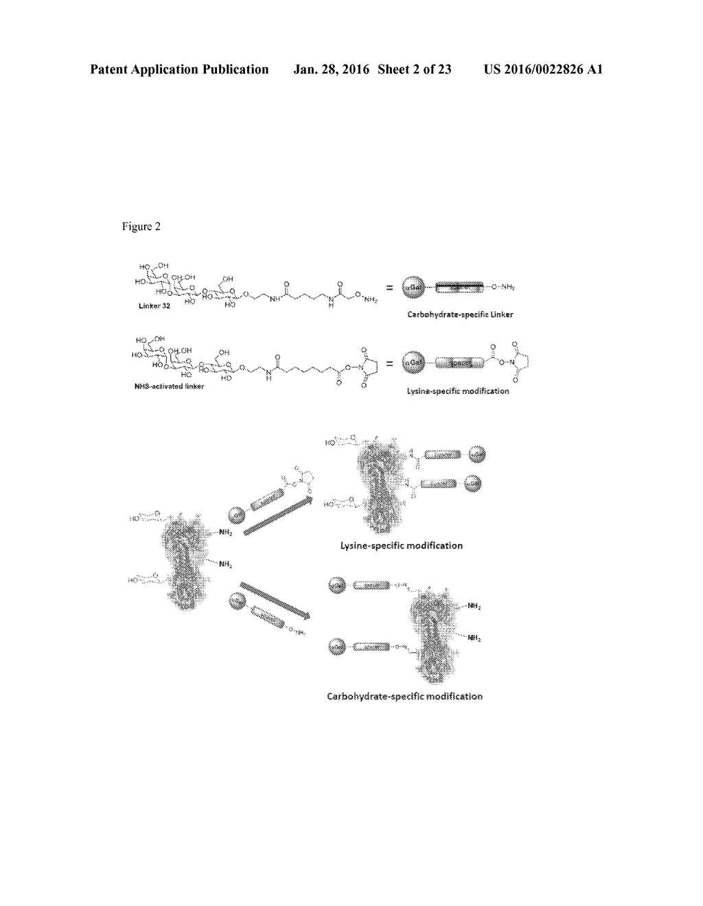 CARBOHYDRATE-MODIFIED GLYCOPROTEINS AND USES THEREOF - diagram, schematic, and image 03