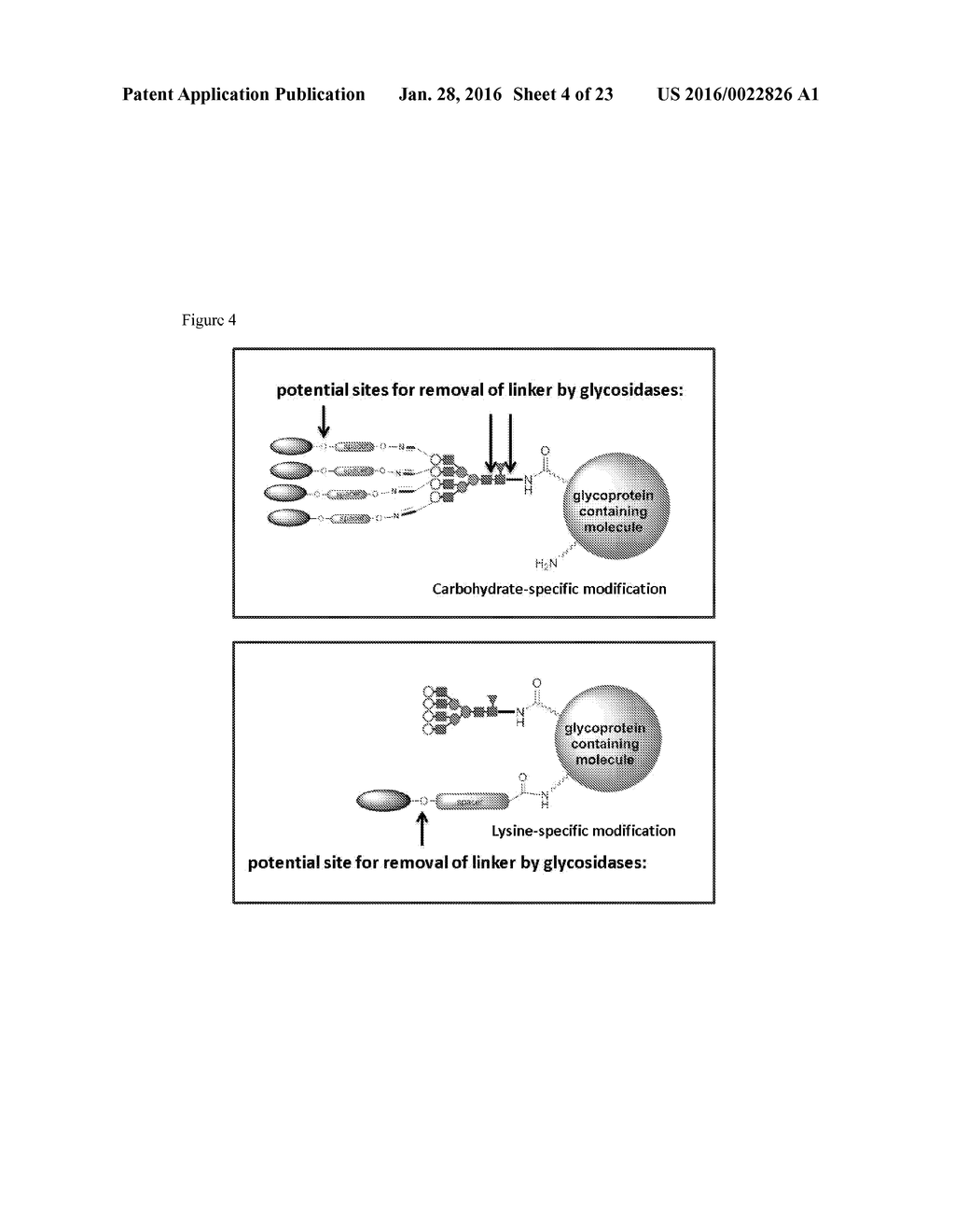 CARBOHYDRATE-MODIFIED GLYCOPROTEINS AND USES THEREOF - diagram, schematic, and image 05