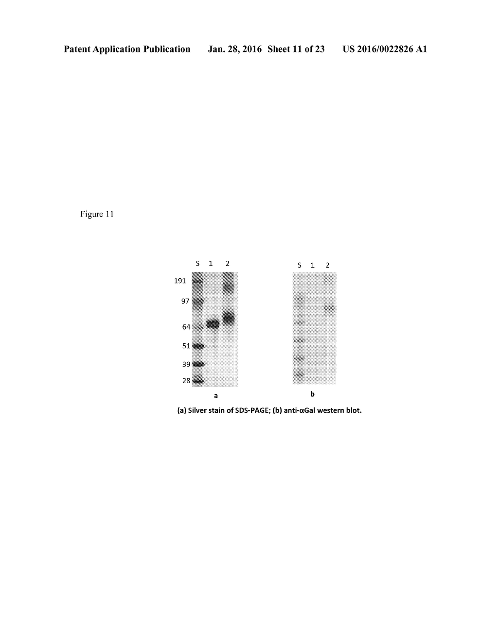 CARBOHYDRATE-MODIFIED GLYCOPROTEINS AND USES THEREOF - diagram, schematic, and image 12