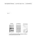 CARBOHYDRATE-MODIFIED GLYCOPROTEINS AND USES THEREOF diagram and image