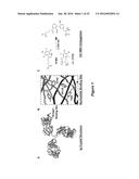 SELECTIVE UV CROSSLINKING OF PEPTIDES AND FUNCTIONAL MOIETIES TO     IMMUNOGLOBULINS diagram and image