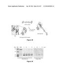 SELECTIVE UV CROSSLINKING OF PEPTIDES AND FUNCTIONAL MOIETIES TO     IMMUNOGLOBULINS diagram and image