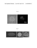 CARDIAC OR VASCULAR TISSUE SPHEROID diagram and image