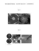 CARDIAC OR VASCULAR TISSUE SPHEROID diagram and image