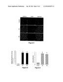 BONE SUBSTITUTES GRAFTED BY MIMETIC PEPTIDES OF HUMAN BMP 2 PROTEIN diagram and image