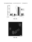 BIOREVERSIBLE BORONATES FOR DELIVERY OF MOLECULES INTO CELLS diagram and image