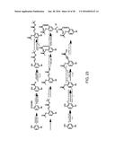 BIOREVERSIBLE BORONATES FOR DELIVERY OF MOLECULES INTO CELLS diagram and image