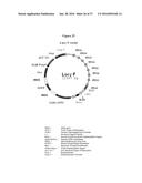 MODIFIED ANIMAL ERYTHROPOIETIN POLYPEPTIDES AND THEIR USES diagram and image