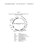 MODIFIED ANIMAL ERYTHROPOIETIN POLYPEPTIDES AND THEIR USES diagram and image