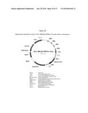 MODIFIED ANIMAL ERYTHROPOIETIN POLYPEPTIDES AND THEIR USES diagram and image