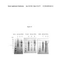 MODIFIED ANIMAL ERYTHROPOIETIN POLYPEPTIDES AND THEIR USES diagram and image