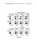 Novel Epitope for Switching to TH1 Cell and Use Thereof diagram and image