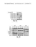 Novel Epitope for Switching to TH1 Cell and Use Thereof diagram and image
