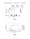 HUMAN BINDING MOLECULES CAPABLE OF NEUTRALIZING INFLUENZA VIRUS H5N1 AND     USES THEREOF diagram and image