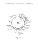 MOLECULAR CONJUGATES COMPRISING HUMAN MONOCLONAL ANTIBODIES TO DENDRITIC     CELLS diagram and image