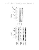 HUMAN MONOCLONAL ANTIBODIES THAT BIND INSULIN-LIKE GROWTH FACTOR (IGF) I     AND II diagram and image