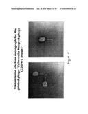 Active Phage-Based Inks, Methods of Printing on Materials and Phage-Based     Bioactive diagram and image