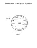 Methods For Enhancing Segregation of Transgenes in Plants and Compositions     Thereof diagram and image