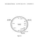 Methods For Enhancing Segregation of Transgenes in Plants and Compositions     Thereof diagram and image