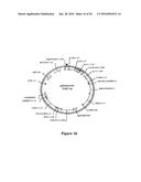 Methods For Enhancing Segregation of Transgenes in Plants and Compositions     Thereof diagram and image