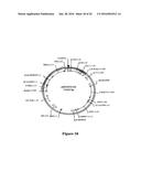 Methods For Enhancing Segregation of Transgenes in Plants and Compositions     Thereof diagram and image