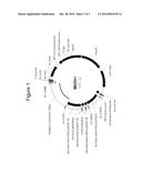 PRODUCTION OF SMALL INTERFERING RNAS IN PLANTA diagram and image