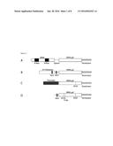 NOVEL NUCLEIC ACID MOLECULES diagram and image