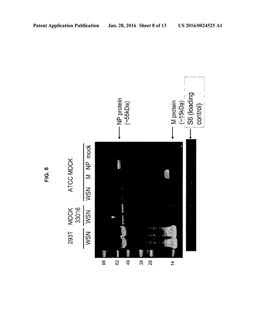 REVERSE GENETICS USING NON-ENDOGENOUS POL I PROMOTERS - diagram, schematic, and image 09