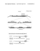 METHODS OF IN VIVO ENGINEERING OF LARGE SEQUENCES USING MULTIPLE     CRISPR/CAS SELECTIONS OF RECOMBINEERING EVENTS diagram and image